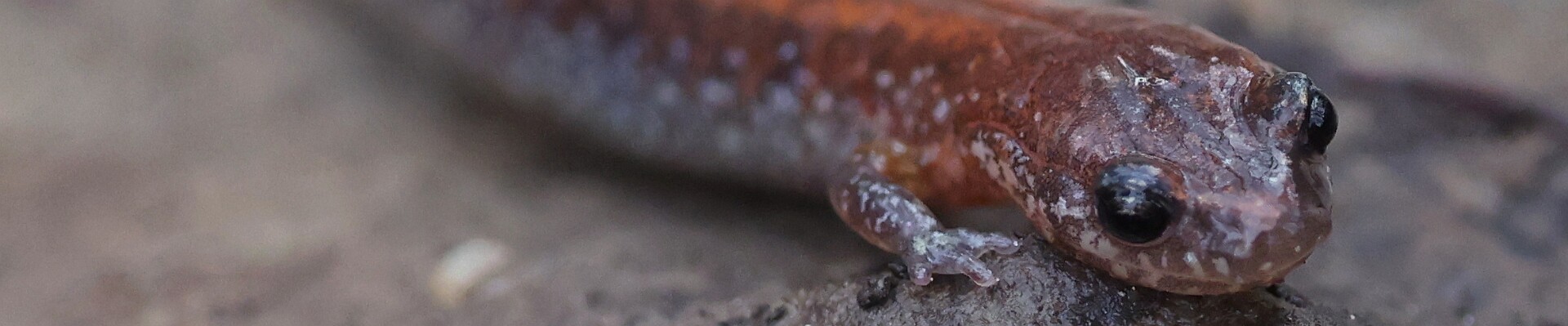 Click to show or hide the buttons