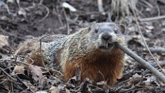 3: Groundhog 5M2_0137