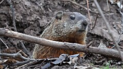 4: Groundhog 5M2_0188