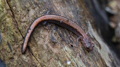 5: Red-backed Salamander 5M2_0566