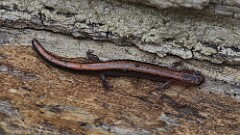 6: Red-backed Salamander 5M2_0733