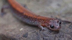 7: Red-backed Salamander 5M2_0903
