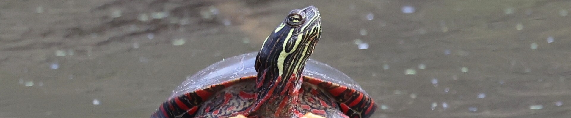 Click to show or hide the buttons