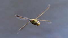 1: Green darner 5M2_0750