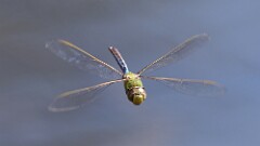 2: Green darner 5M2_0760