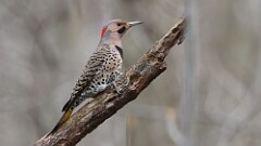 3: Northern flicker 5M2_0034
