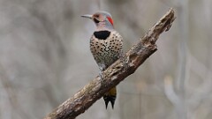 4: Northern flicker 5M2_0074
