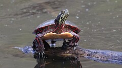 5: Painted turtle 5M2_0308