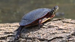6: Painted turtle 5M2_0386