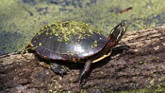7: Painted turtle 5M2_0443