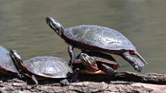 8: Painted turtle 5M2_0675