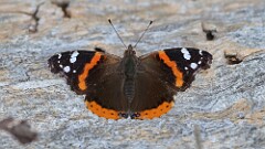 9: Red Admiral Butterfly 5M2_1014