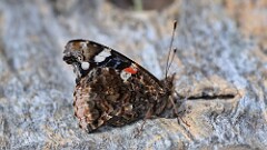 10: Red Admiral Butterfly 5M2_1071