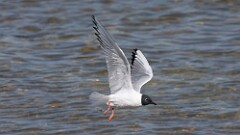 1: Bonapartes gull 0C1_1248