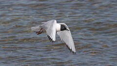 2: Bonapartes gull 0C1_1250