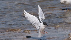 3: Bonapartes gull 0C1_1544