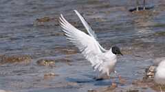 4: Bonapartes gull 0C1_1547