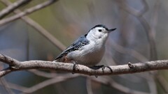 7: White-breasted Nuthatch 0C1_0365