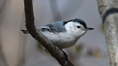 8: White-breasted Nuthatch 0C1_0388