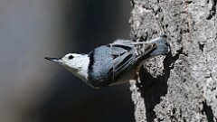 9: White-breasted Nuthatch 0C1_0448