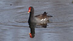 1: Common gallinule 5M2_2466