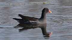 3: Common gallinule 5M2_2574