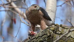 5: coopers hawk 5M2_0964