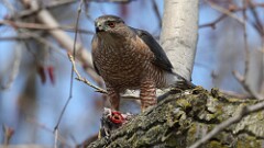6: coopers hawk 5M2_0980