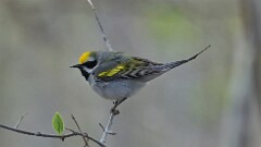 5: Golden-winged Warbler 5M2_0674