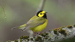 5: Hooded Warbler 5M2_1303