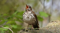 10: Wood Thrush 5M2_0388