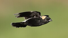2: Bobolink 5M2_1374
