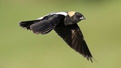 3: Bobolink 5M2_1375