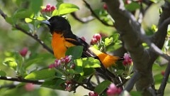 1: Baltimore Oriole 5M2_0053