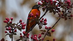 3: Baltimore Oriole 5M2_0628