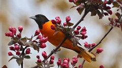 4: Baltimore Oriole 5M2_0654