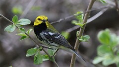 6: Black-throated Green Warbler 5M2_0318