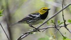 9: Black-throated Green Warbler 5M2_0404