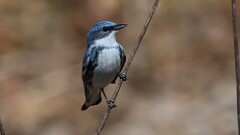 2: Cerulean Warbler 5M2_0581