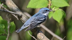 5: Cerulean Warbler 5M2_0845