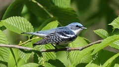 6: Cerulean Warbler 5M2_0893