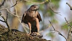 7: coopers hawk 5M2_1542