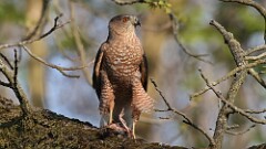 13: coopers hawk 5M2_1908