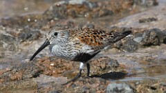 4: Dunlin 5M2_1160