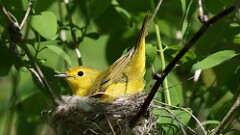 8: yellow 5M2_0452