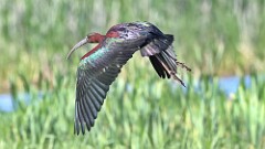 2: glossy ibis 5M2_0961