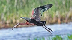 3: glossy ibis 5M2_0971