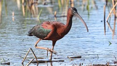 1: glossy ibis 5M2_1110