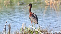 4: glossy ibis 5M2_1351
