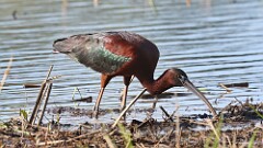 5: glossy ibis 5M2_1392
